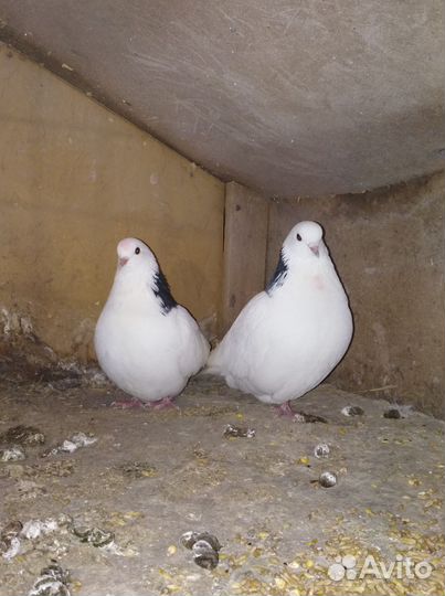 Голуби