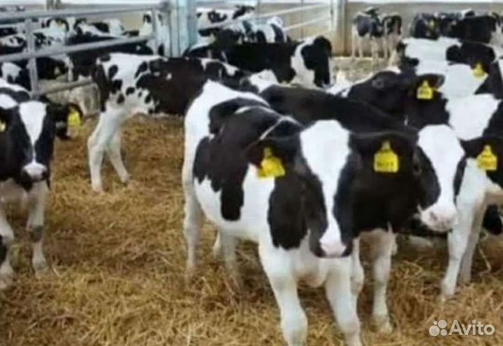 Холмогоры Голштины Бычки Тёлки