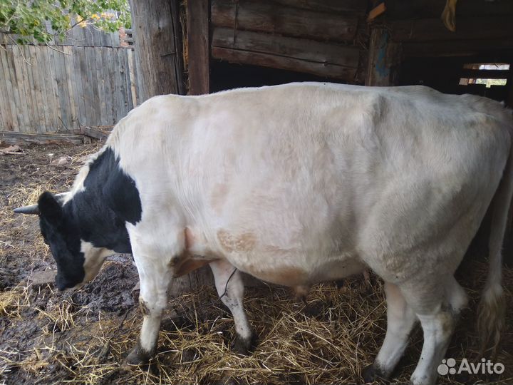Тёлочка 6мес., бык 1г.4м