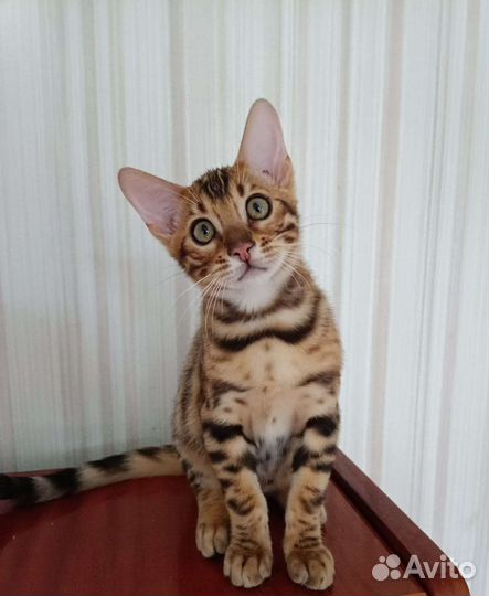 Бенгальские котята
