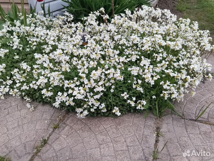 Почвопокровные растения