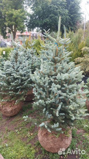 Ель Супер Блю