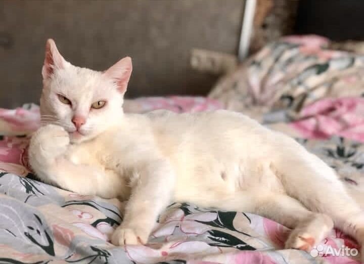 Белая кошечка в добрые руки