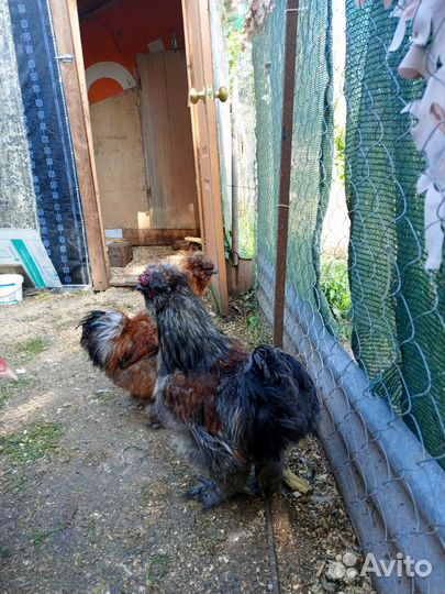 Молодые петушки (китайские шелковые)