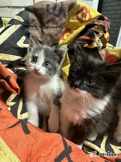 Котята в добрые руки