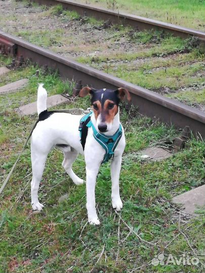 Вязка фокстерьер