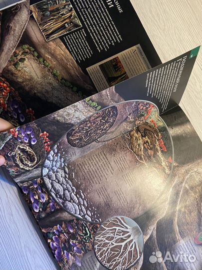 Энциклопедия Растения Берни Дэвид