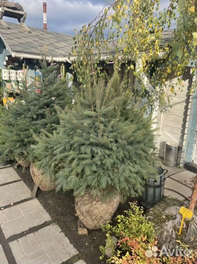 Саженцы ели. Ель голубая 