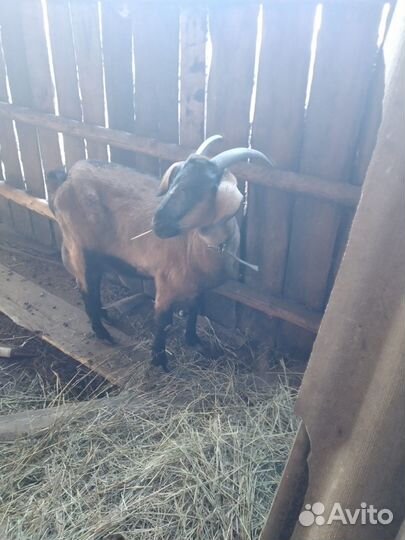 Дойные козы