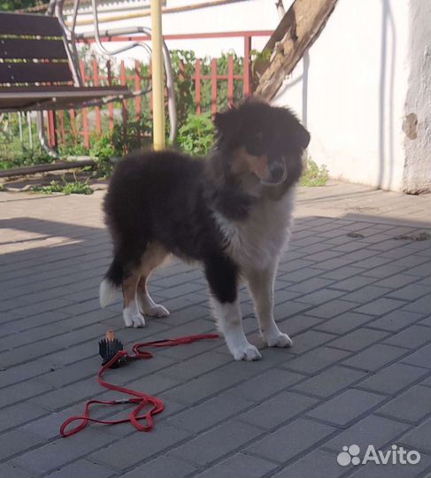 Щенки колли