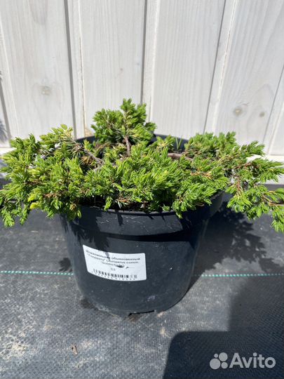 Можжевельник обыкновенный Голдшатц