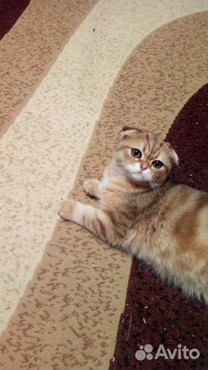 Шотландский кот вязка