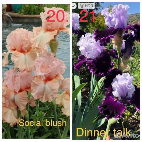 Ирисы сортовые высокие