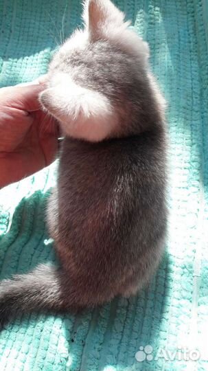 Породистые котята