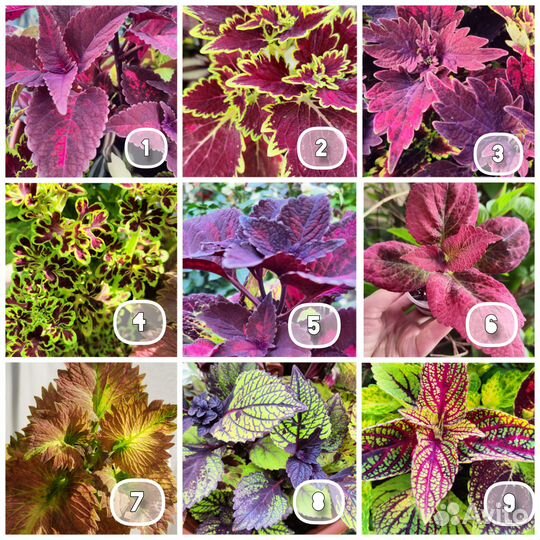 Колеусы сортовые