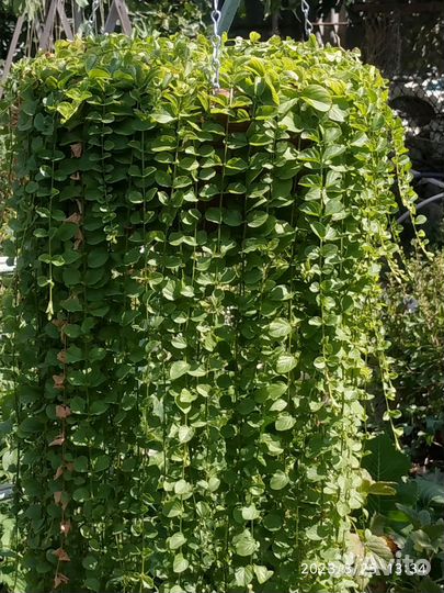 Вербейник монетчатый