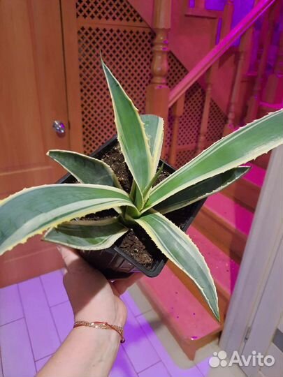 Агава голубая,американская