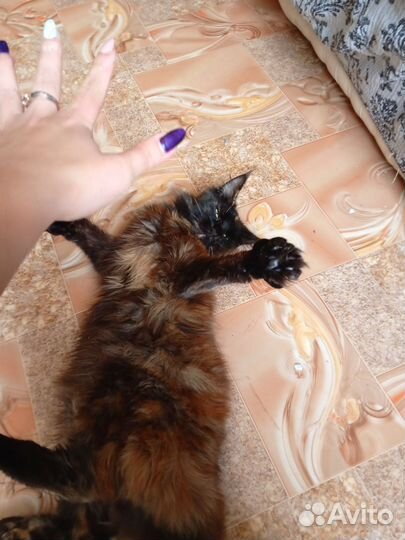 Мейн-кун вязка