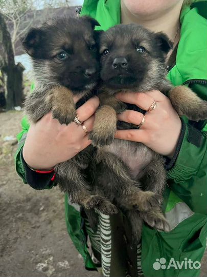 Щенки немецкой овчарки