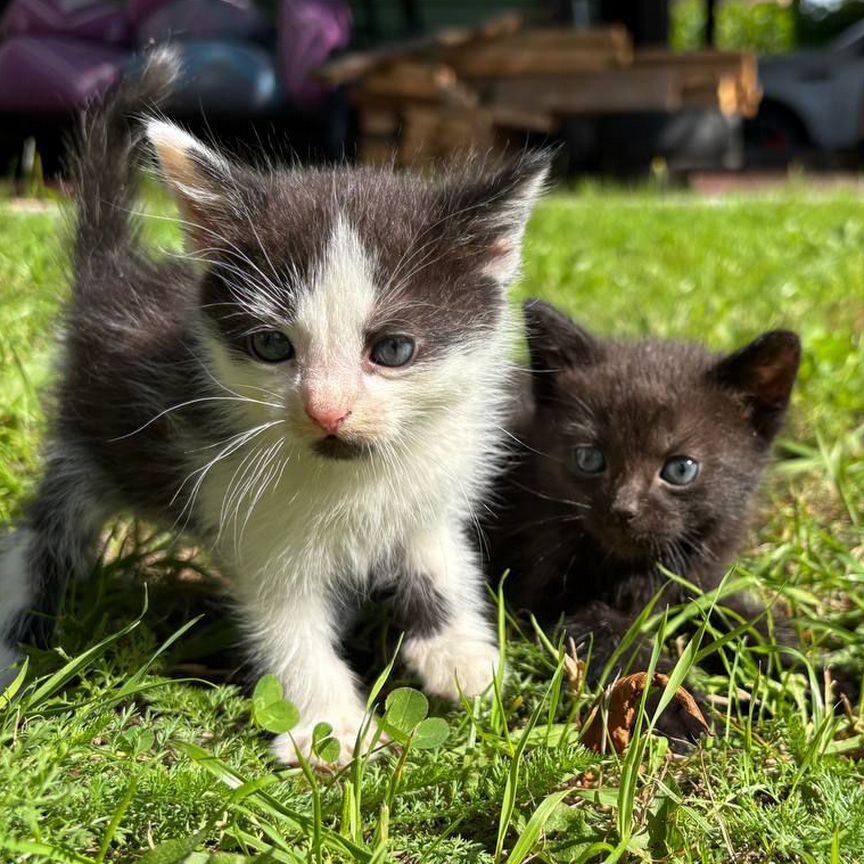 Котята в добрые руки