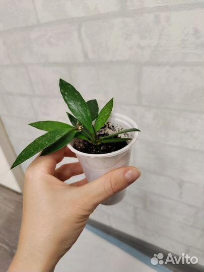 Продаю подрощенные хойи