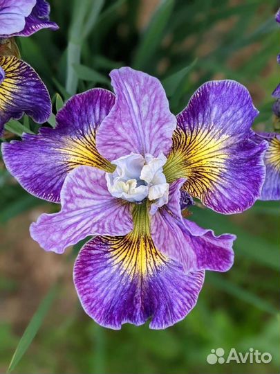 Ирис сибирский