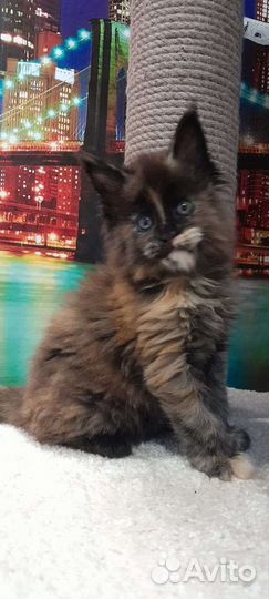 Котята мейн-кун