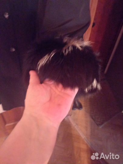 Женское пальто 2 в 1 р. 58