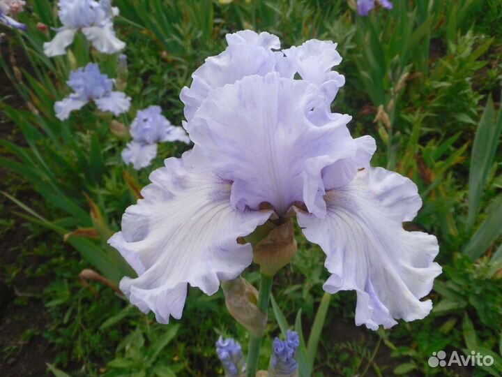 Ирис почтой. Сильверадо, Суприм Султан