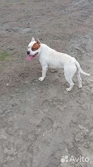 Питбуль вязка