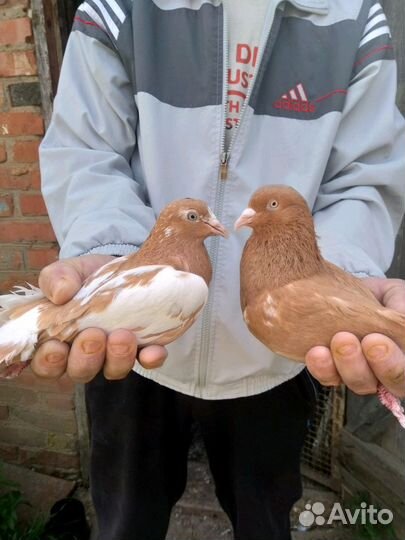 Продам бокинских бойных