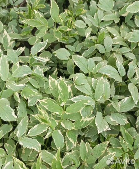 Почвопокровники многолетние