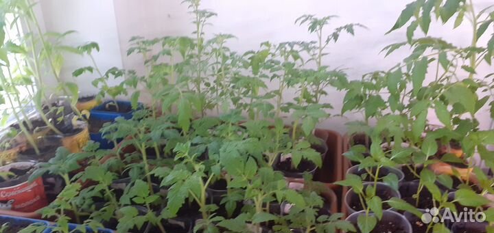 Рассада огурчиков,перцев,помидор,баклажан