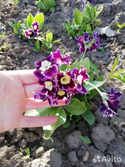 Многолетние цветы
