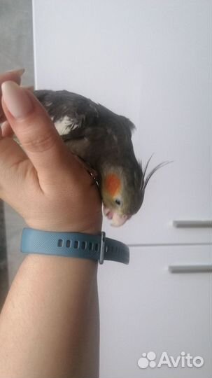 Ручные птенцы кореллы