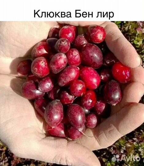 Саженцы клюквы