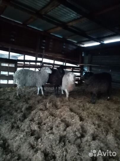 Баранчики на племя