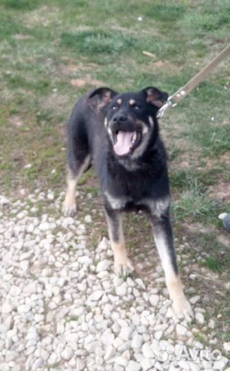 В дар собака Триша