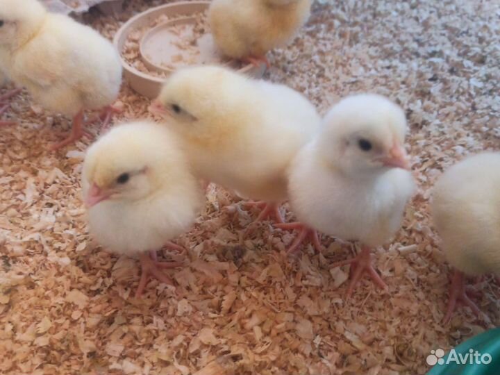 Цыплята бройлеры