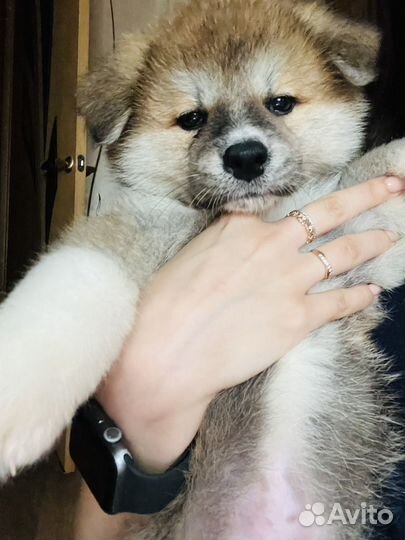 Щенки акита ину