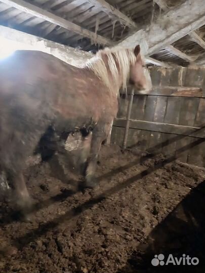 Лошади жеребец