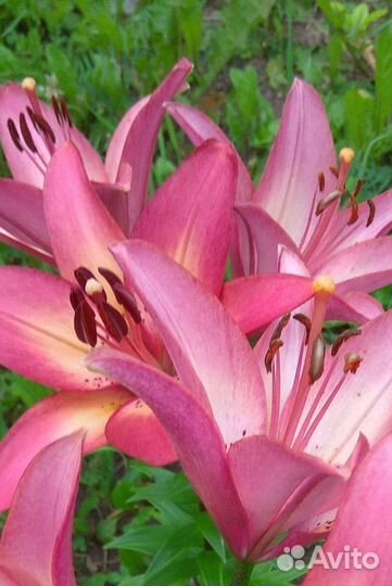 Многолетние цветы и кустарники