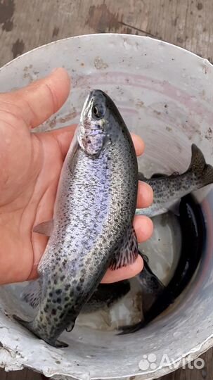 Малёк форели