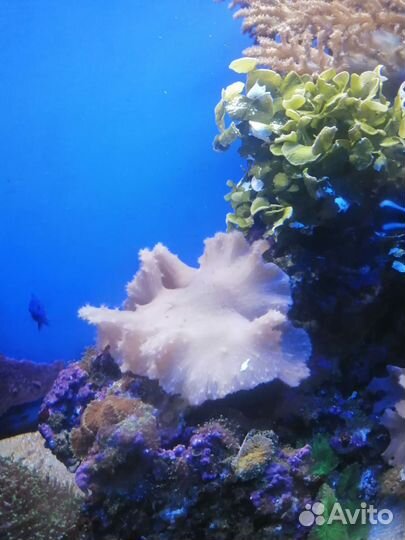 Синулярия в морской аквариум