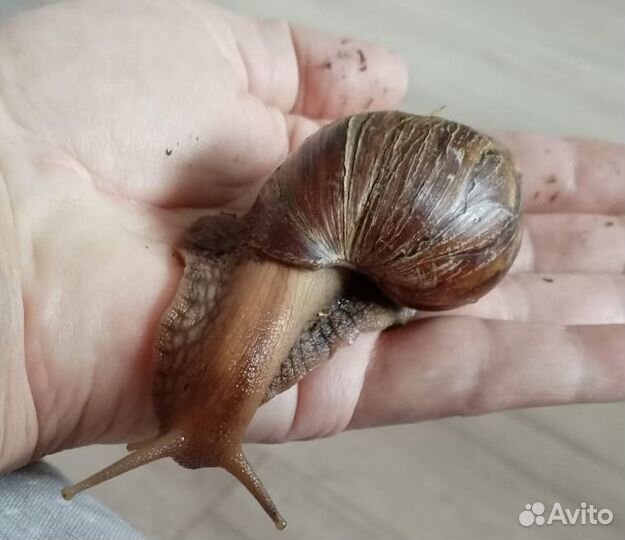 Улитки ахатины бесплатно
