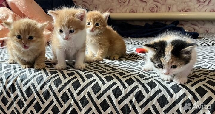 Котята в добрые руки бесплатно