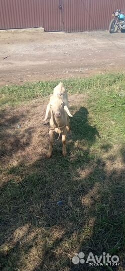 Козлик и козочка