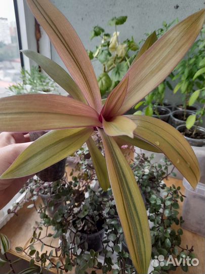 Церопегия Вуди,коллизия,рео,традесканция