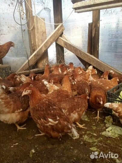 Куры несушки