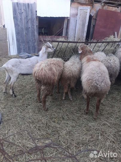 Овцы, бараны,ягнята